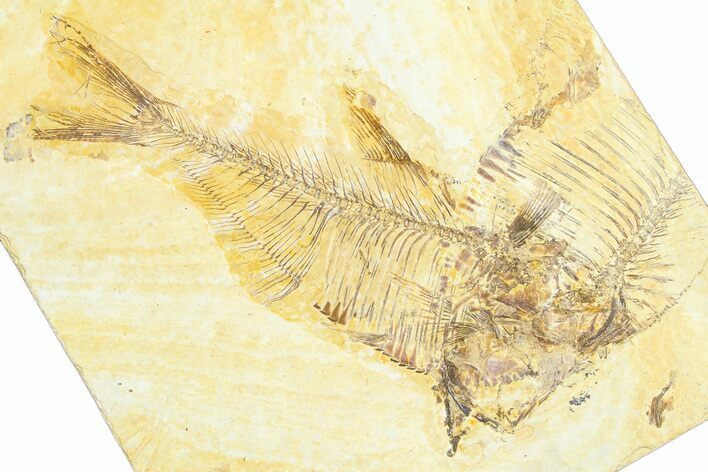 Detailed Fossil Fish (Diplomystus) - Wyoming #360740